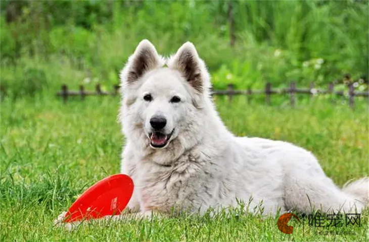 新手养萨摩耶幼犬的注意事项 市场价是多少