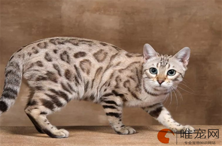 新手养孟加拉豹猫的注意事项 怎么看纯不纯