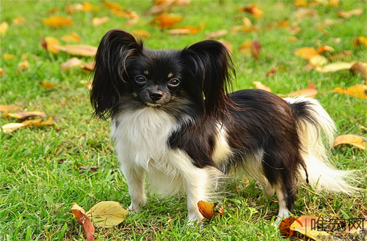 新手养蝴蝶幼犬的注意事项 优缺点有哪些