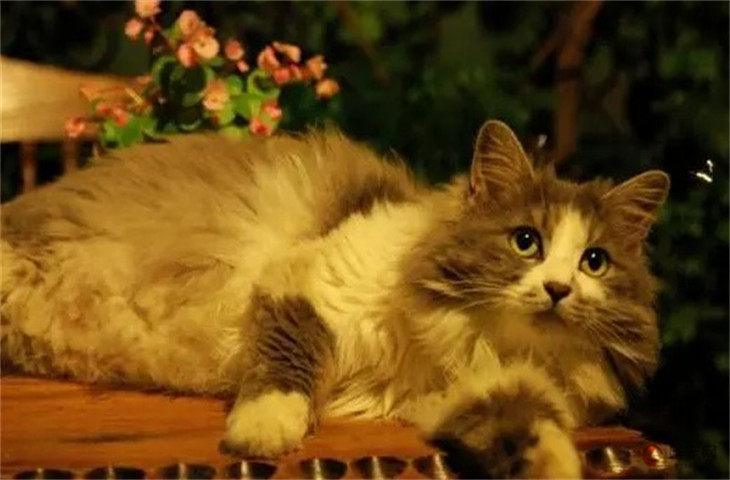 阿比西尼亚猫和挪威森林猫哪个好养