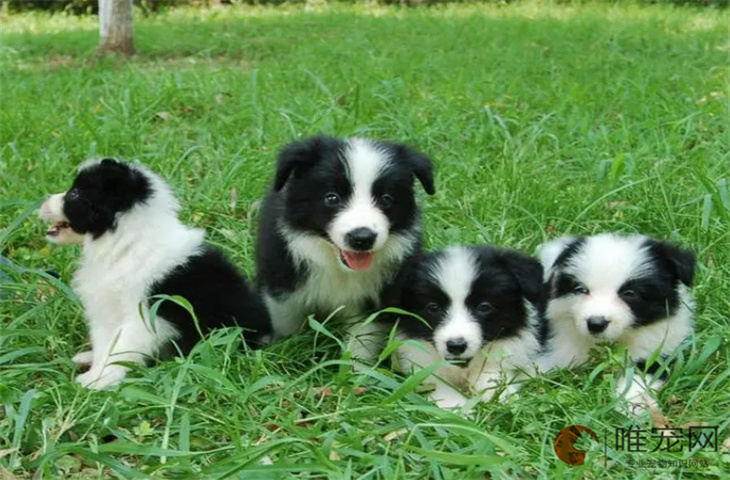 新手养边牧幼犬的注意事项 狗粮怎么泡