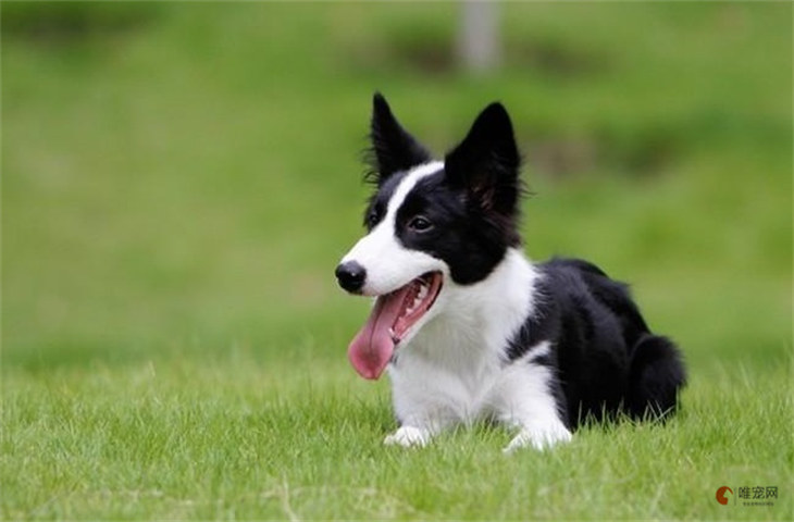 吉娃娃和边境牧羊犬哪个好养