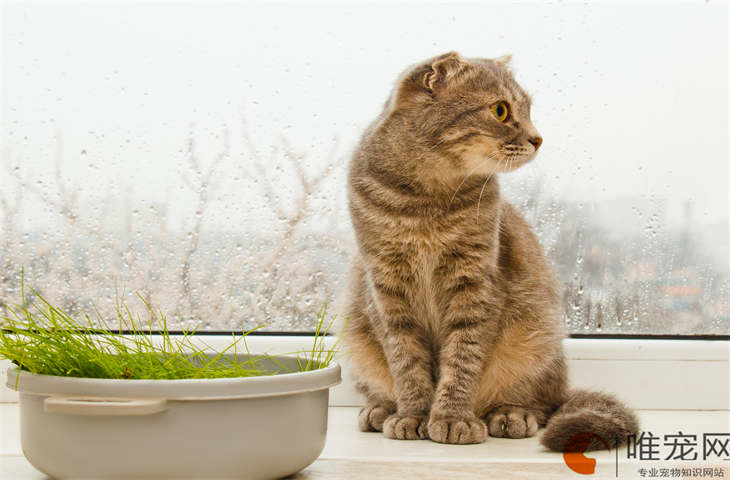 新手养苏格兰折耳猫幼猫的注意事项 好养活吗