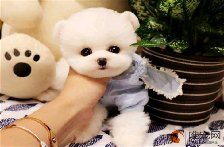 茶杯犬幼崽多少钱一只 能活多久 茶杯犬幼崽多少钱一只 能活多久