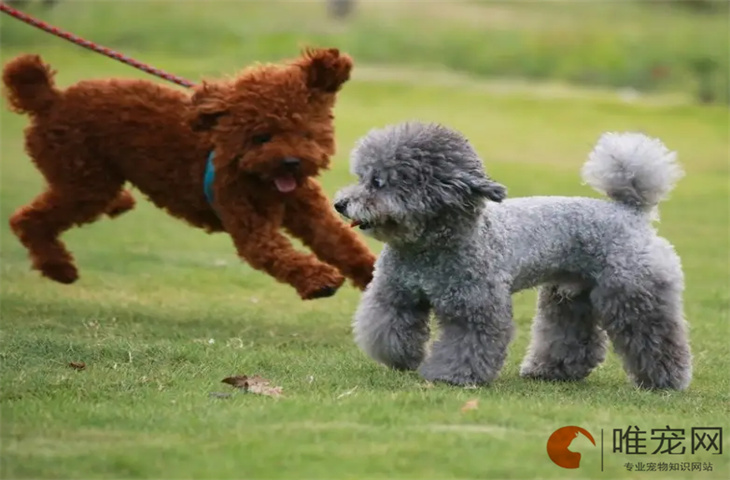 泰迪幼犬怎么看纯不纯 认几个主人