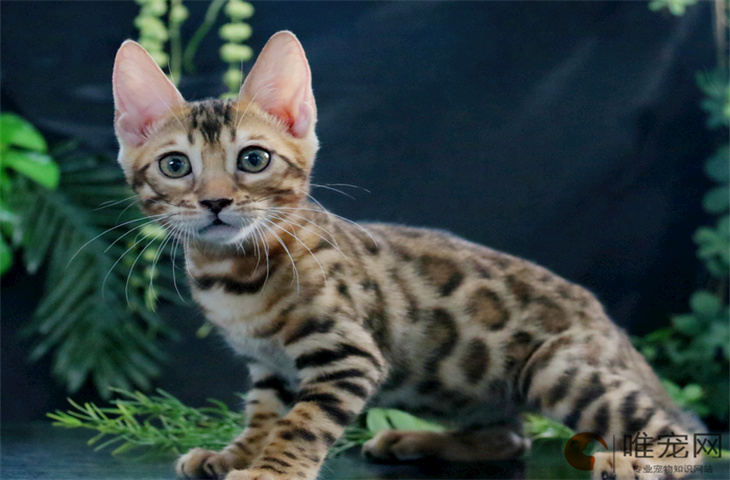 孟加拉豹猫幼崽怎么看品相 优缺点有哪些