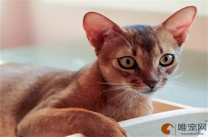 阿比西尼亚猫幼崽怎么看品相 认主人吗