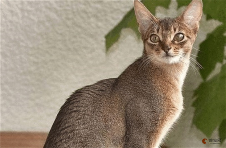 阿比西尼亚猫和土耳其安哥拉猫哪个贵