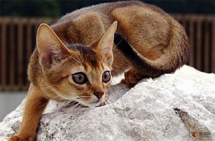 阿比西尼亚猫和西伯利亚猫哪个贵