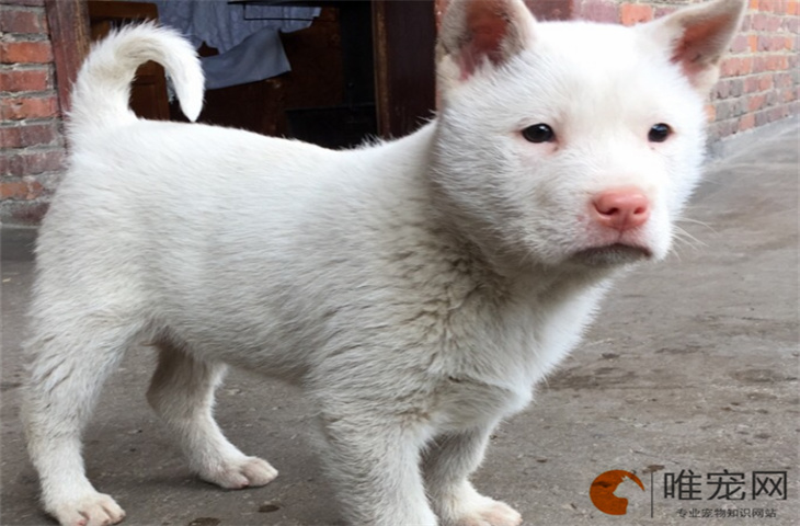 下司犬幼崽怎么看品相 几个月认主