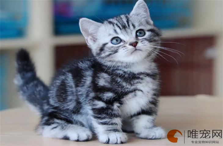 虎斑猫幼崽多少钱一只 知道自己换主人了吗 虎斑猫幼崽多少钱一只 知道自己换主人了吗
