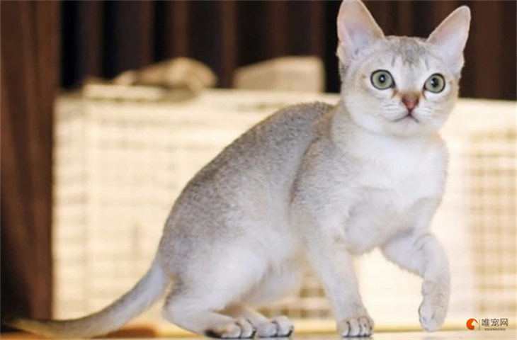 斯芬克斯猫和新加坡猫哪个贵