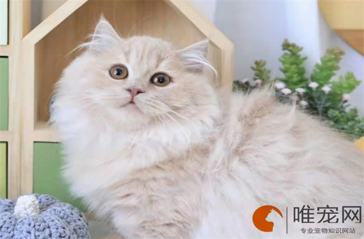 拿破仑猫幼崽多少钱一只 优缺点有哪些 拿破仑猫幼崽多少钱一只 优缺点有哪些