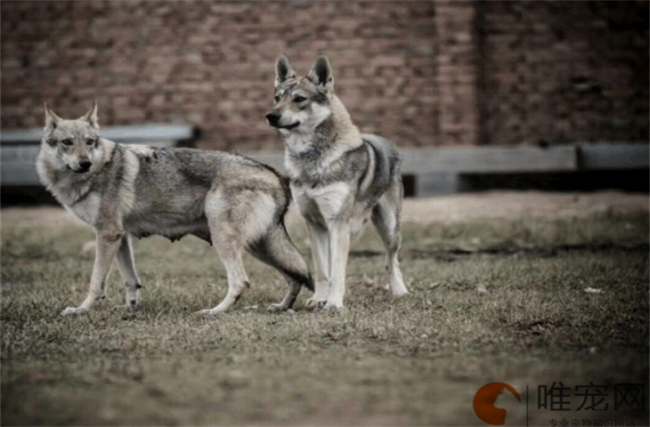 捷克狼犬怎么看品相 可以办狗证吗 捷克狼犬怎么看品相 可以办狗证吗