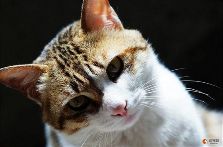 西伯利亚猫和中华田园猫哪个贵