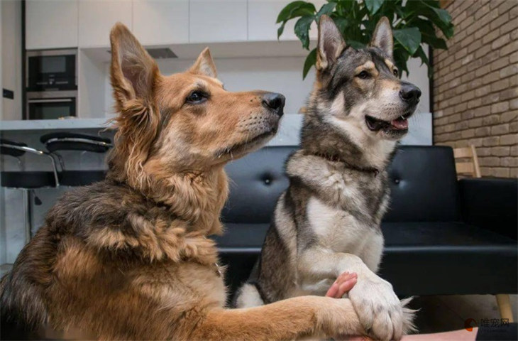 为什么越来越多的人养捷克狼犬 能看家护院吗 为什么越来越多的人养捷克狼犬 能看家护院吗