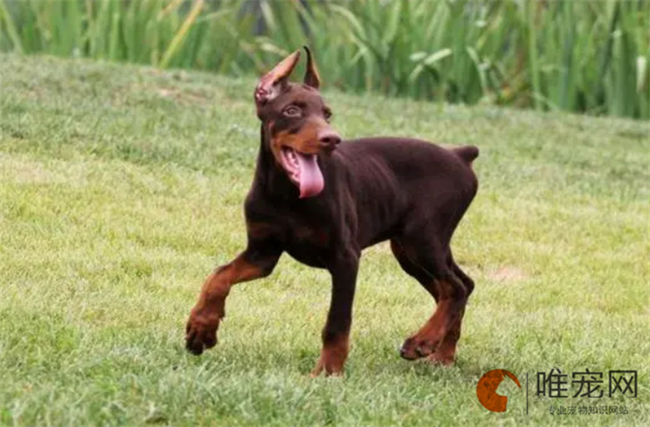 厦门可以养杜宾犬吗