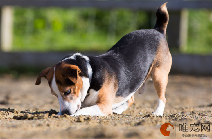 南京可以养比格犬吗