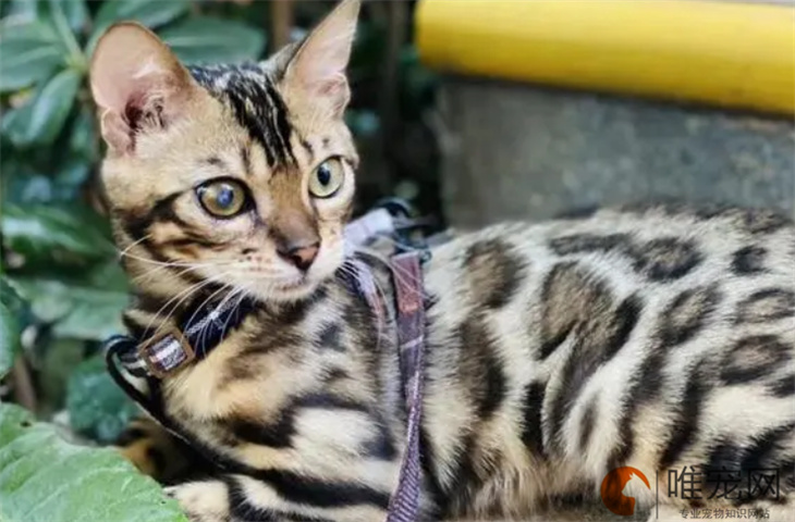 孟加拉豹猫怎么看品相 优缺点有哪些