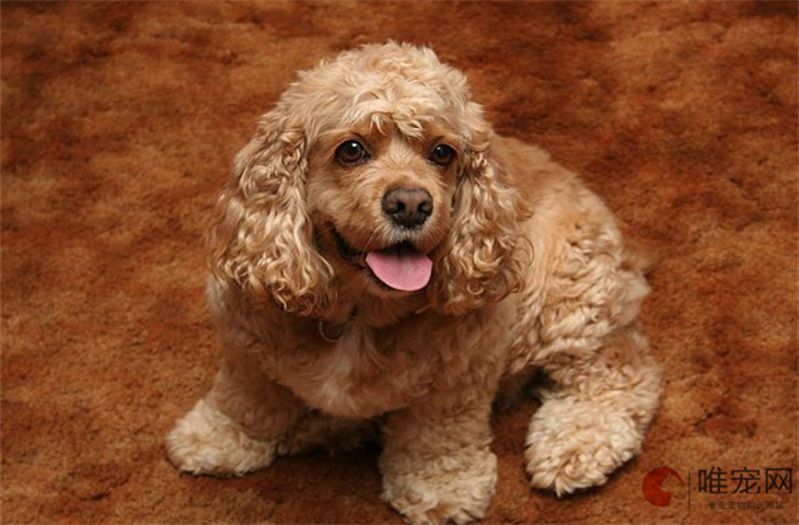 桂林可以养可卡犬吗 桂林可以养可卡犬吗