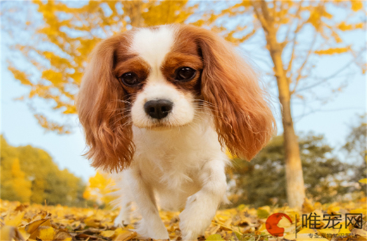上海可以养查理王小猎犬吗 上海可以养查理王小猎犬吗