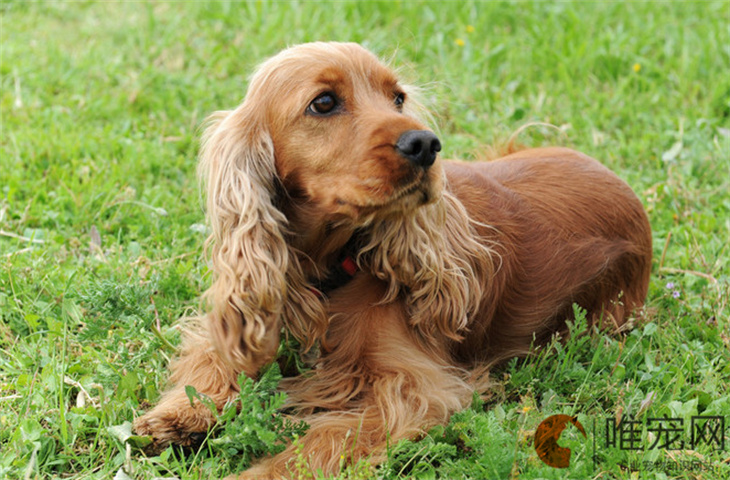 上海可以养可卡犬吗 上海可以养可卡犬吗