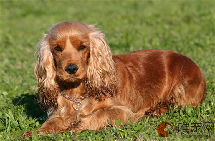 绍兴可以养可卡犬吗