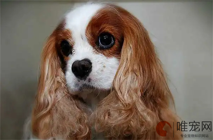 苏州可以养查理王小猎犬吗