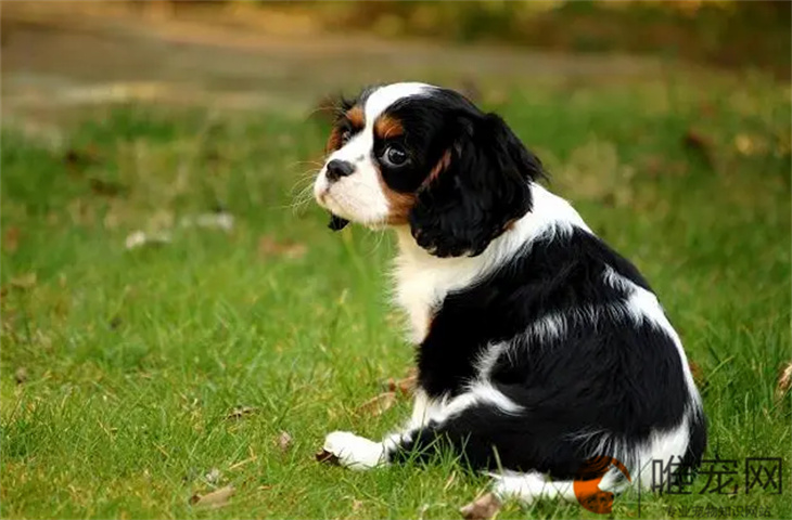 苏州可以养可卡犬吗
