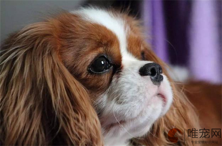西安可以养查理王小猎犬吗