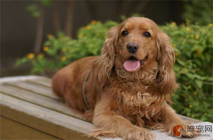 西安可以养可卡犬吗