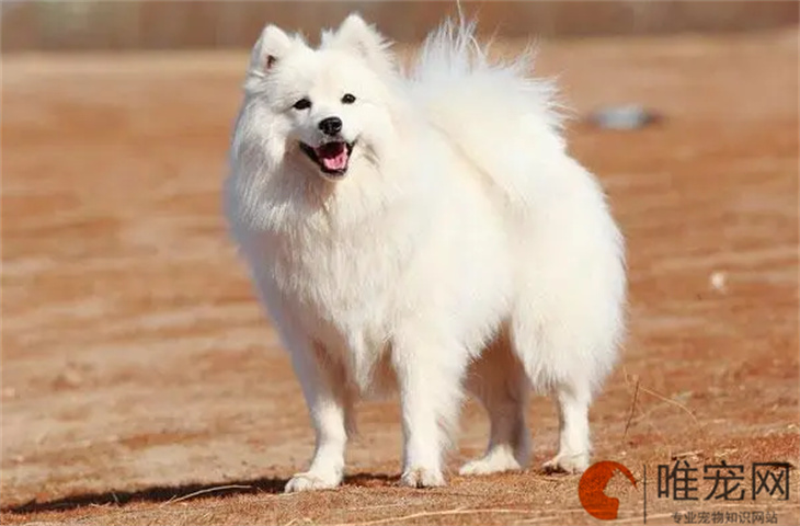 哈尔滨可以养银狐犬吗 哈尔滨可以养银狐犬吗