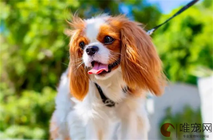 济南可以养查理王小猎犬吗