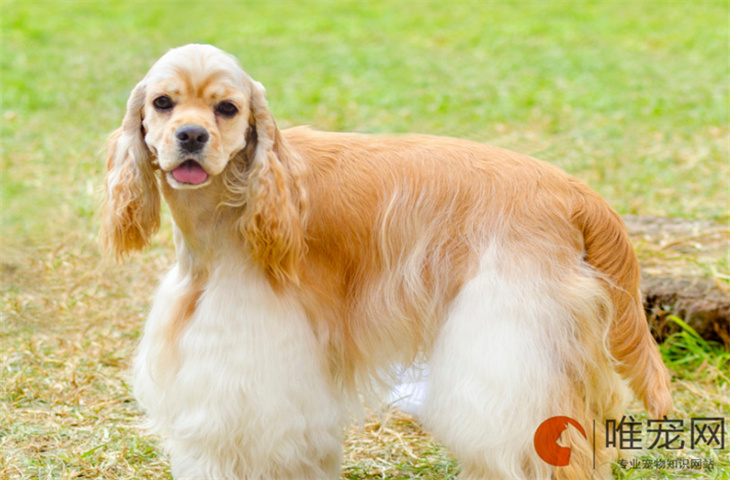 徐州可以养可卡犬吗 徐州可以养可卡犬吗