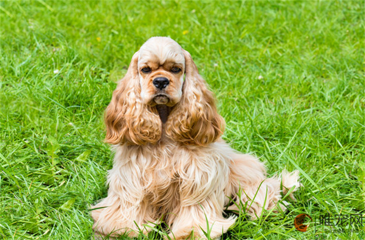 扬州可以养可卡犬吗 扬州可以养可卡犬吗