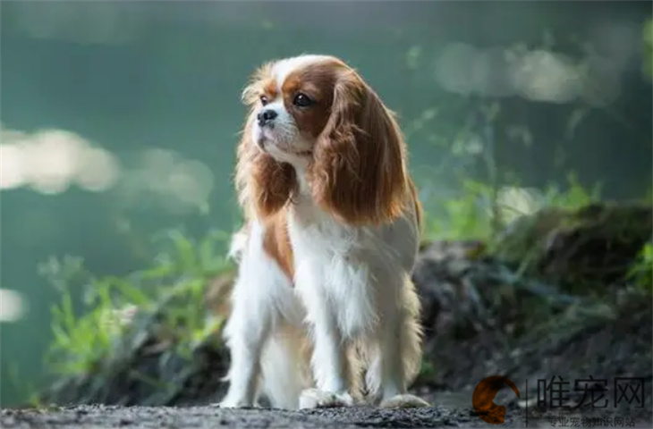 南昌可以养查理王小猎犬吗