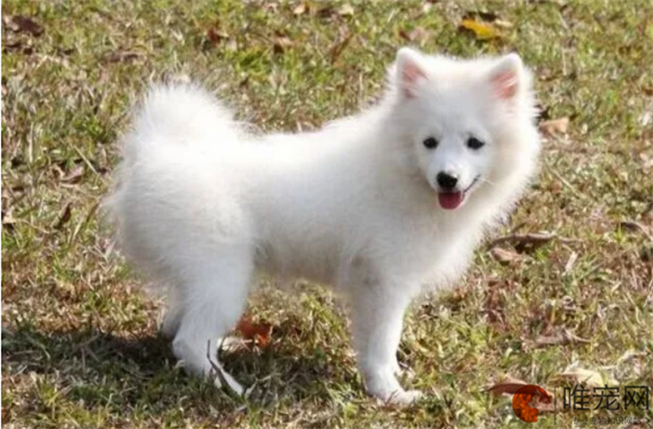 上海可以养银狐犬吗 上海可以养银狐犬吗