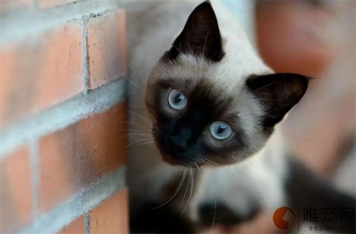 暹罗猫有哪些品种 变黑能白回去吗