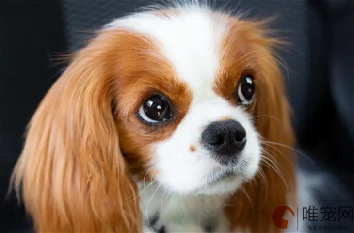 镇江可以养查理王小猎犬吗