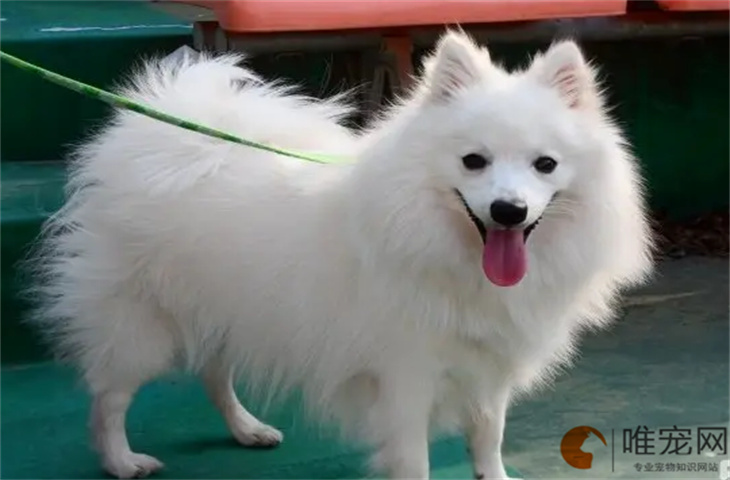 重庆可以养银狐犬吗 重庆可以养银狐犬吗