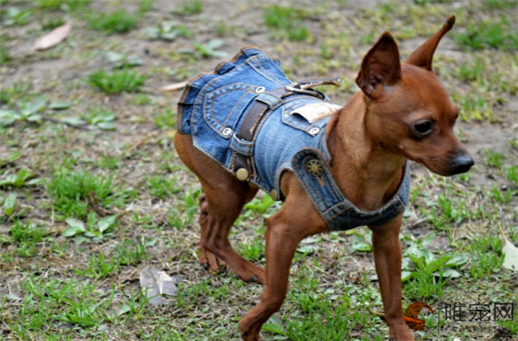 杭州可以养小鹿犬吗