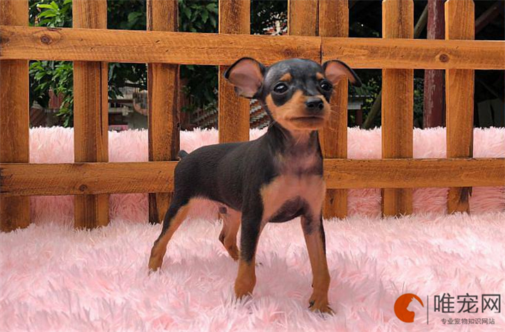 西施犬如何饲养 不能太频繁洗澡
