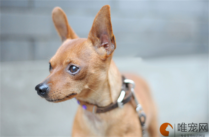 如何去除大白熊犬留在室内的异味_网
