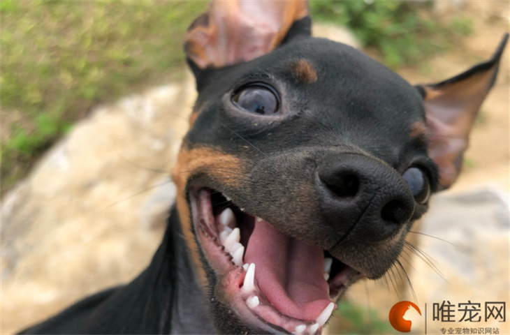 边境牧羊犬肥胖与偏瘦的四点大揭秘_网
