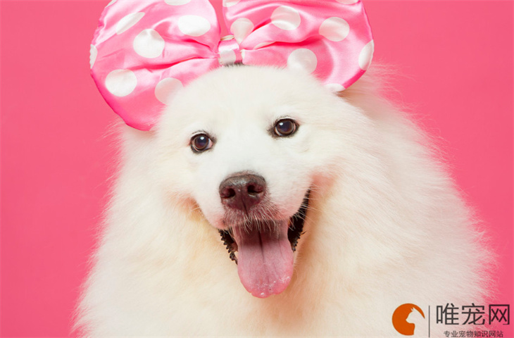 狗狗每天都有眼屎 一般的眼药水或眼药膏都能治疗
