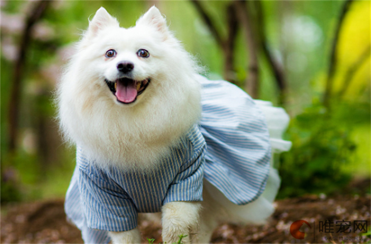 徐州可以养银狐犬吗 徐州可以养银狐犬吗