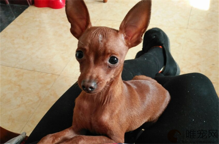 扬州可以养小鹿犬吗 扬州可以养小鹿犬吗