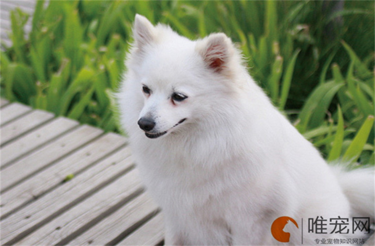 扬州可以养银狐犬吗 扬州可以养银狐犬吗