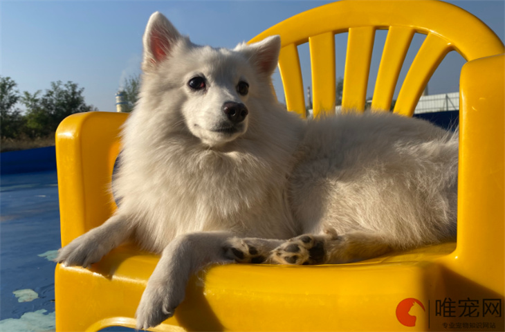 镇江可以养银狐犬吗 镇江可以养银狐犬吗