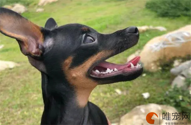 重庆可以养小鹿犬吗 重庆可以养小鹿犬吗